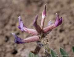 Astragalus malacus