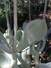 Cotyledon