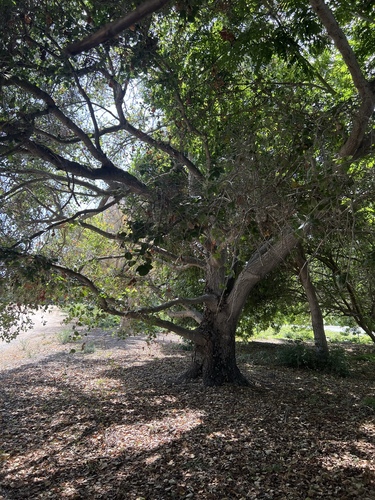 iNaturalist observation photo of coast live oak