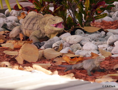 Cyclura nubila caymanensis