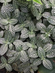 Fittonia