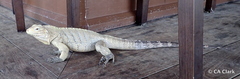 Cyclura nubila caymanensis