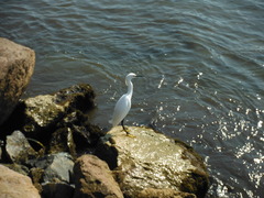 Egretta thula