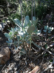 Cotyledon