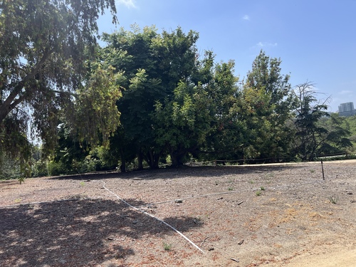 iNaturalist observation photo of carob tree