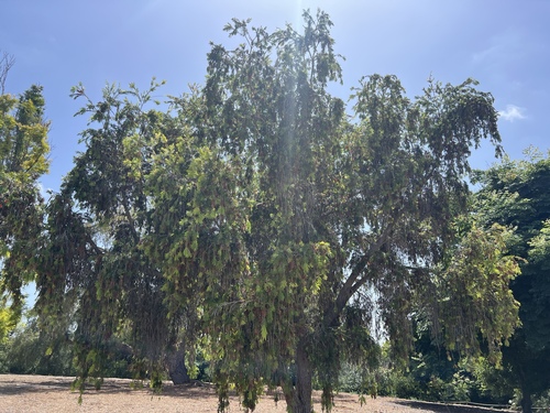 iNaturalist observation photo of weeping bottlebrush