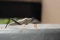 Notobitus meleagris