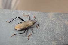Notobitus meleagris