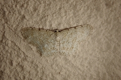 Catoria sublavaria