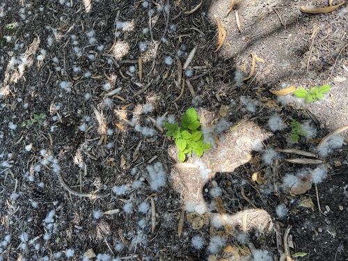 iNaturalist observation photo of trailing blackberry
