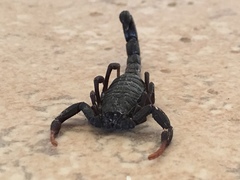 Hottentotta judaicus