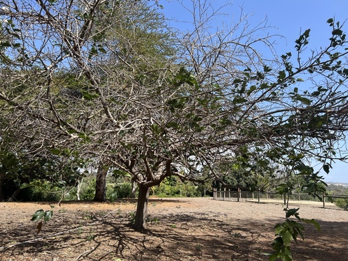 iNaturalist observation photo of Mulberries
