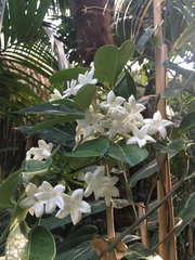 Stephanotis floribunda
