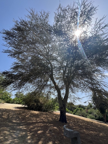 iNaturalist observation photo of Acacias, Mimosas, Mesquites, and Allies