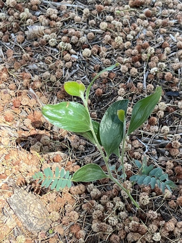 iNaturalist observation photo of blackwood