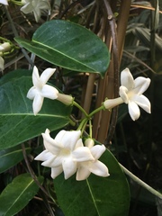Stephanotis floribunda