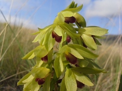 Orthochilus foliosus