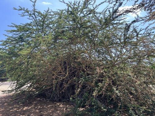 iNaturalist observation photo of Acacias, Mimosas, Mesquites, and Allies