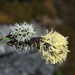 Carex spectabilis - Photo (c) Walter Siegmund, algunos derechos reservados (CC BY-SA)