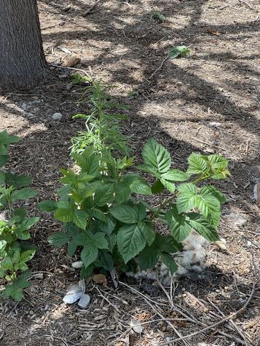 iNaturalist observation photo of Armenian Blackberry