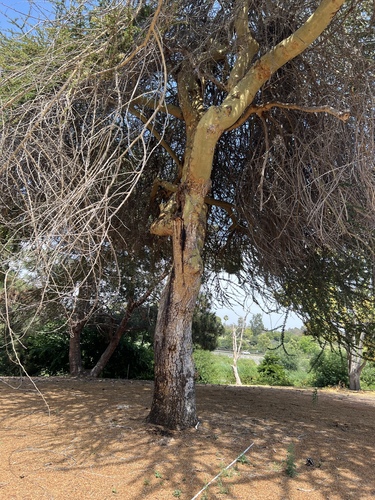 iNaturalist observation photo of thorn trees
