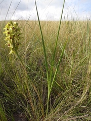 Orthochilus foliosus