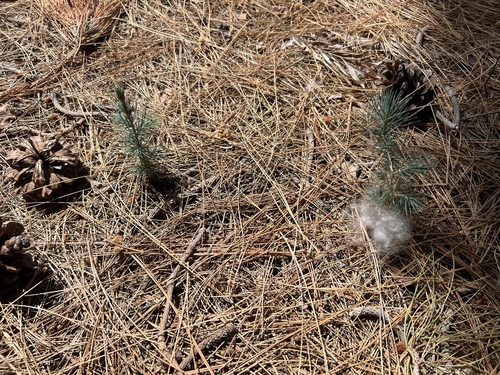 iNaturalist observation photo of Canary Island pine