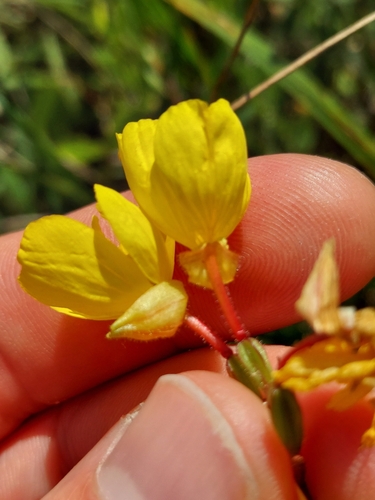 Image of Oenothera fruticosa by no rights reserved