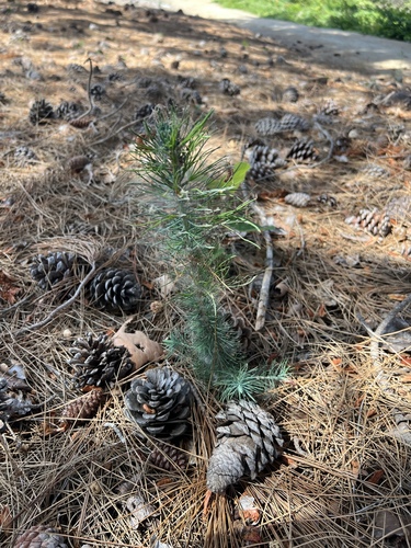 iNaturalist observation photo of Eurasian, red, and tropical pines