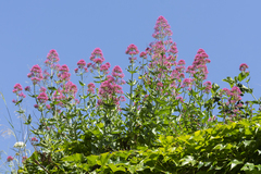 Centranthus ruber