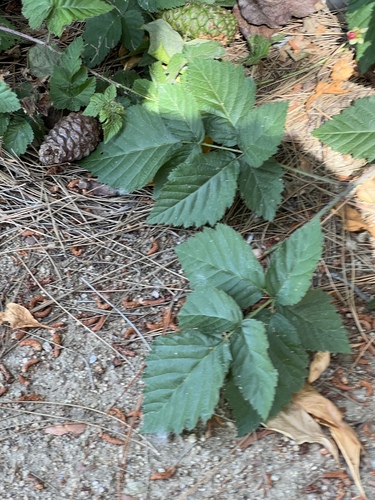 iNaturalist observation photo of trailing blackberry