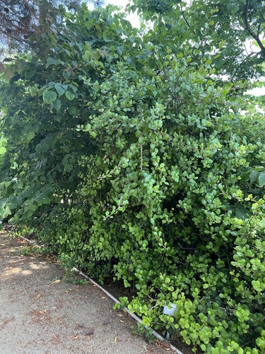 iNaturalist observation photo of lemonade berry