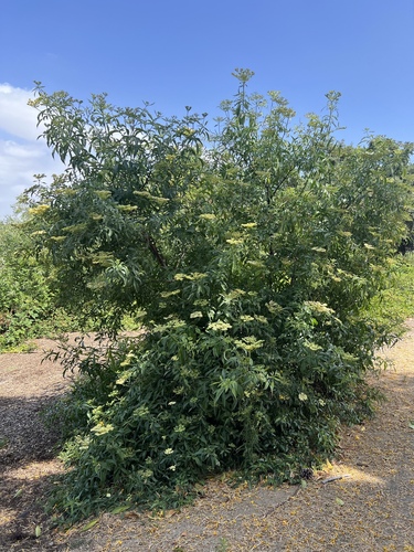 iNaturalist observation photo of blue elder