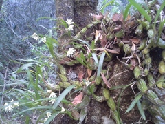 Polystachya ottoniana