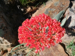 Crassula perfoliata