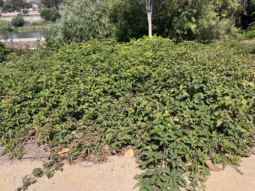 iNaturalist observation photo of Pacific Berries