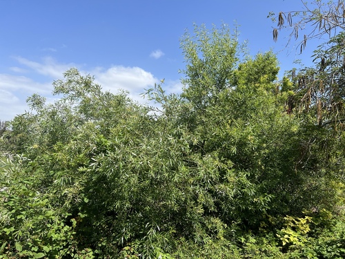 iNaturalist observation photo of Arroyo Willow