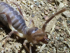 Eremobatidae