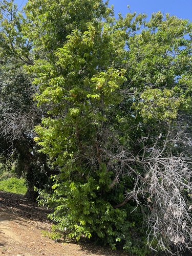 iNaturalist observation photo of hollyleaf cherry