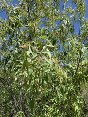 Fraxinus cuspidata