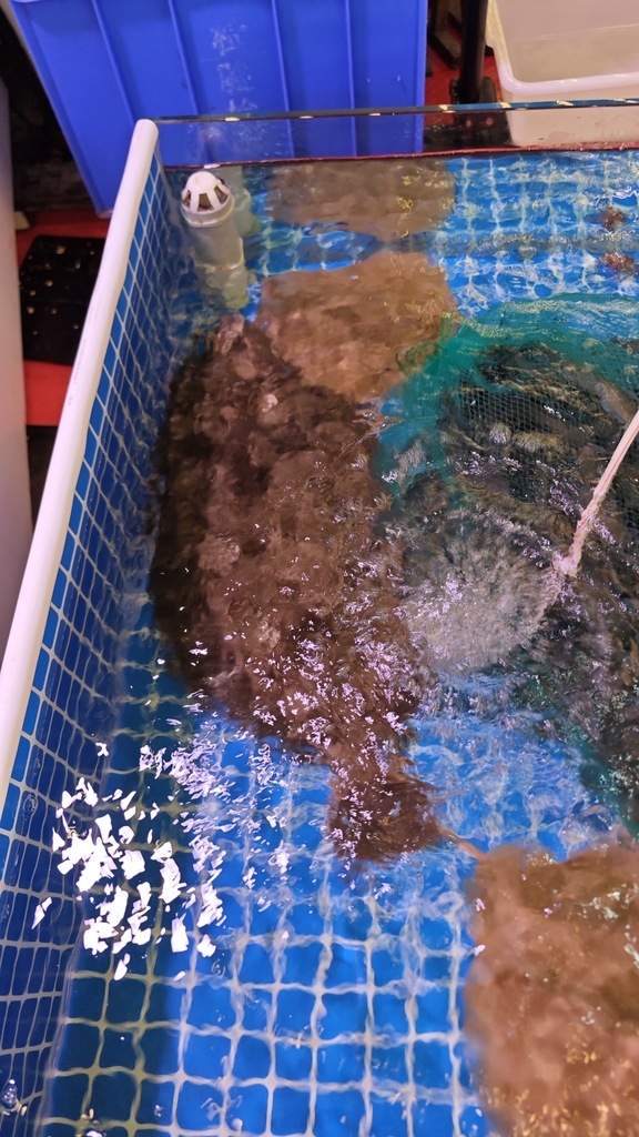Slime flounder (Microstomus achne) — Pleuronectidae
