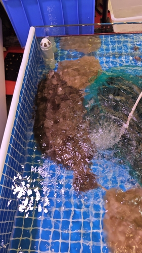 Slime flounder (Microstomus achne) — Pleuronectidae