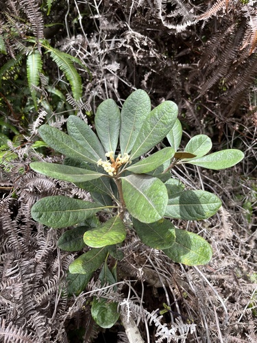 Pittosporum confertiflorum observed 2024-06-19