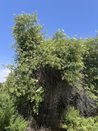iNaturalist observation photo of blue elder