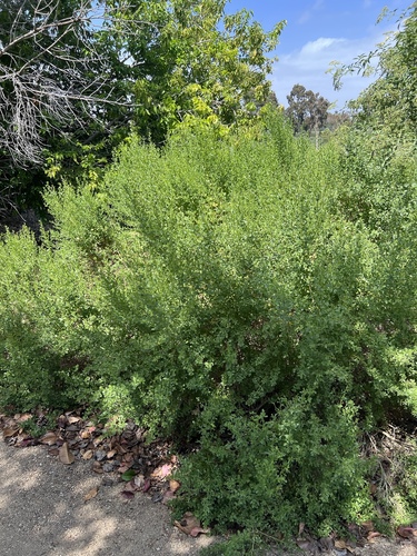 iNaturalist observation photo of coyote brush