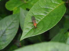 Stratiomyomorpha