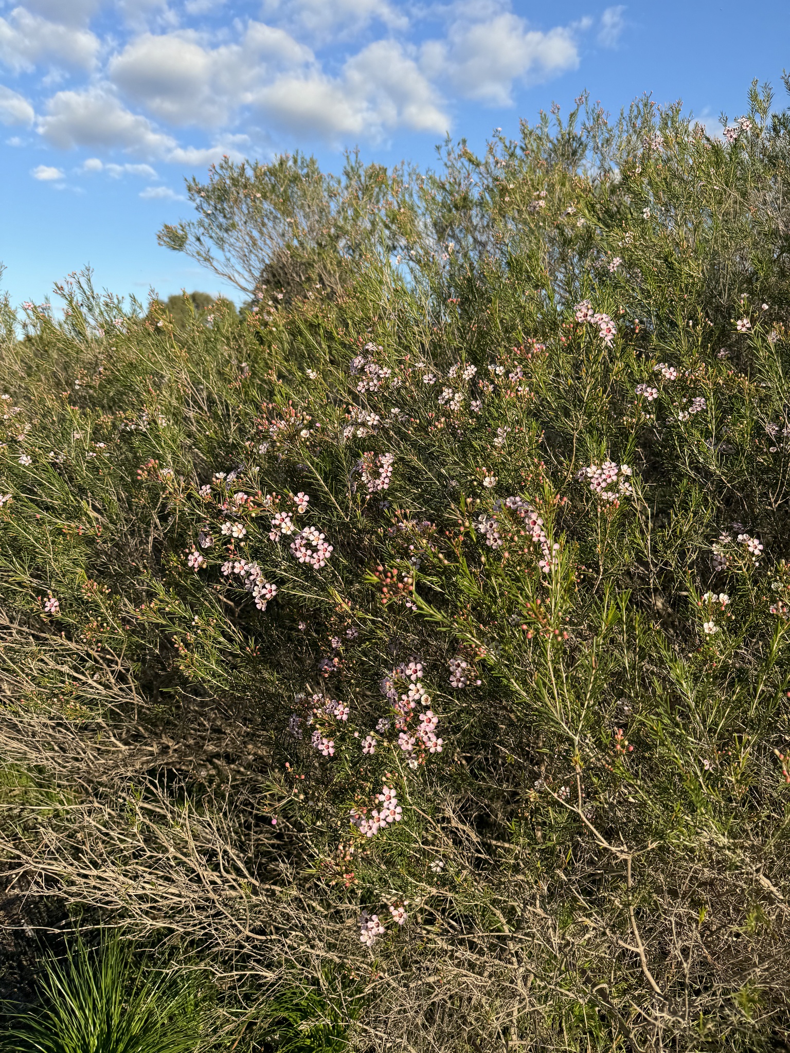 Imagem de Flor-de-cera
