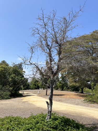 iNaturalist observation photo of coast live oak