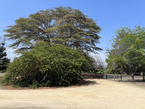 iNaturalist observation photo of thorn trees