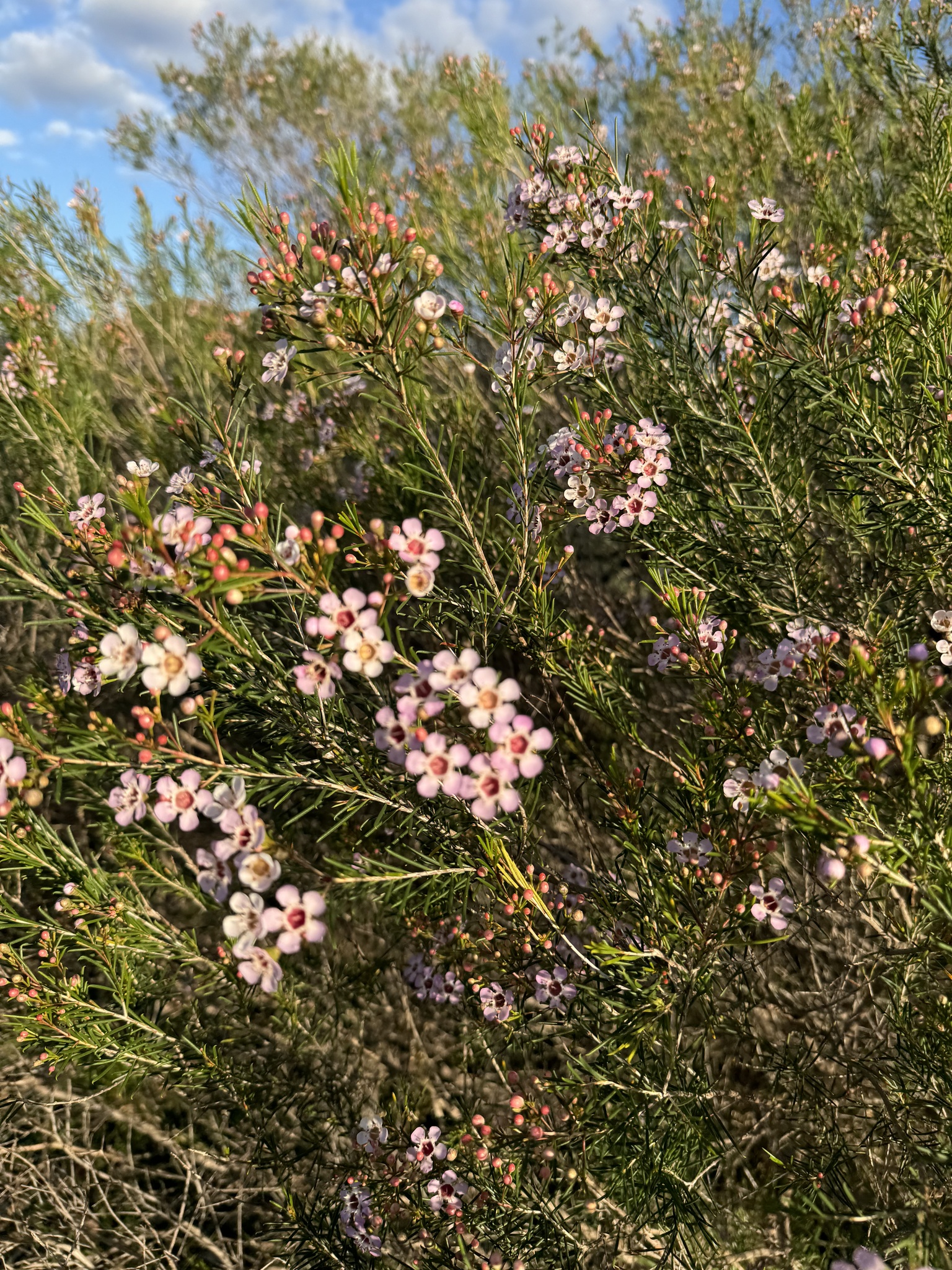 Imagem de Flor-de-cera